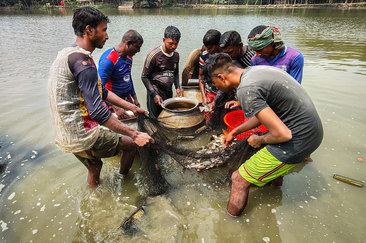 এবার পুকুরের মাছেও মাইক্রোপ্লাস্টিক