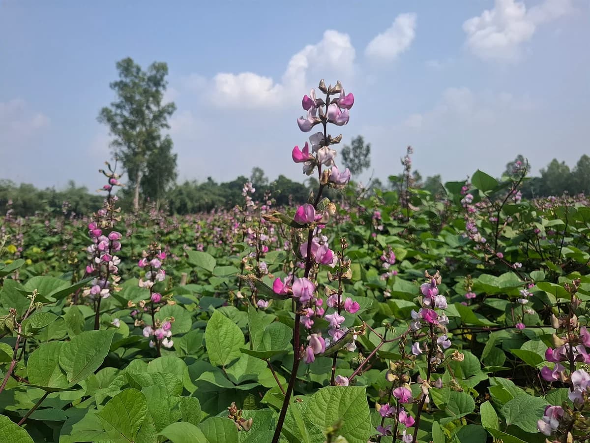 ঠাকুরগাঁওয়ে আগাম শিম কৃষকের কাছে ৮৫, ভোক্তার কাছে ১৪০ টাকা কেজি