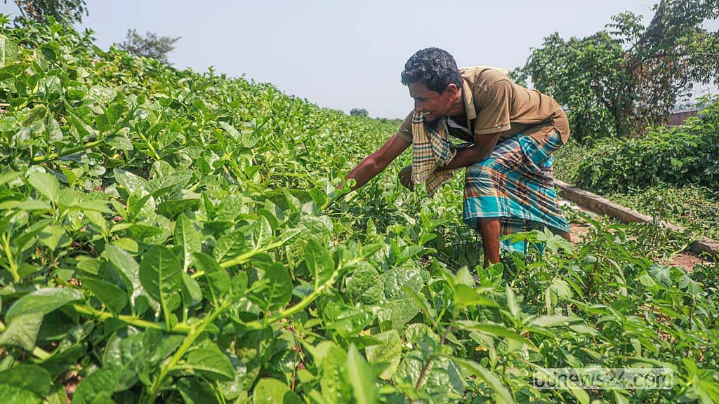 ময়লার ভাগাড়ে সবুজের সমারোহ, মাতুয়াইলে ফলছে নানা শাকসবজি