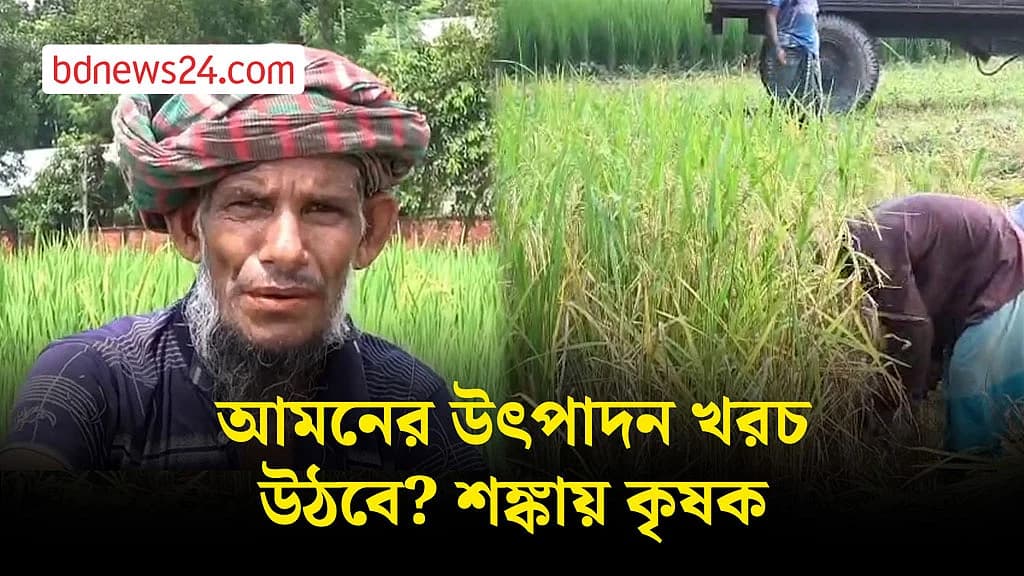 লালমনিরহাটে আমনের আবাদ ভালো, তবুও চিন্তায় কৃষক