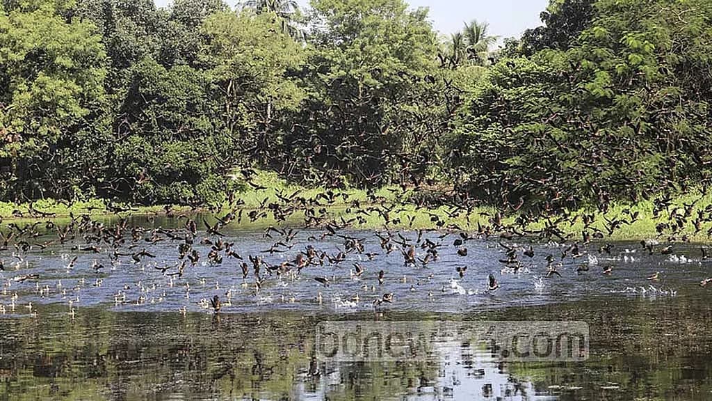 জাহাঙ্গীরনগর ক্যাম্পাসে শীতের পাখি রক্ষায় বহিরাগতদের প্রবেশ নিষিদ্ধ